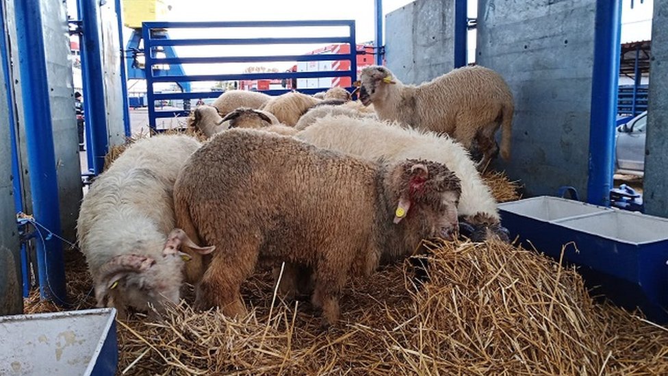Ovce spasene u Rumuniji
