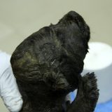 Naučnici zbunjeni - u Sibiru pronađen „pas“ star 18.000 godina 10