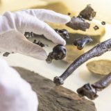 Pronađen najstariji primerak uspravnog majmuna 3