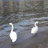 Italija: Školjke sa jezera Komo 12