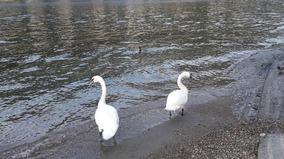 Italija: Školjke sa jezera Komo 1