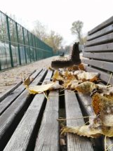 Kako izgleda Ada Ciganlija u jesenjem periodu? (FOTO) 4