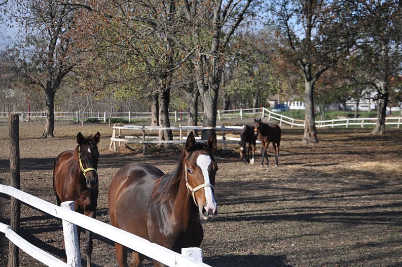 U „Ljubičevu“ sve veći broj turističkih poseta (FOTO) 2
