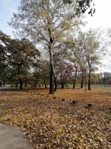 Kako izgleda Ada Ciganlija u jesenjem periodu? (FOTO) 10