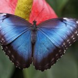 "Teslagram" prirodni hologram od krila leptira u borbi protiv fasifikovanja novca 3