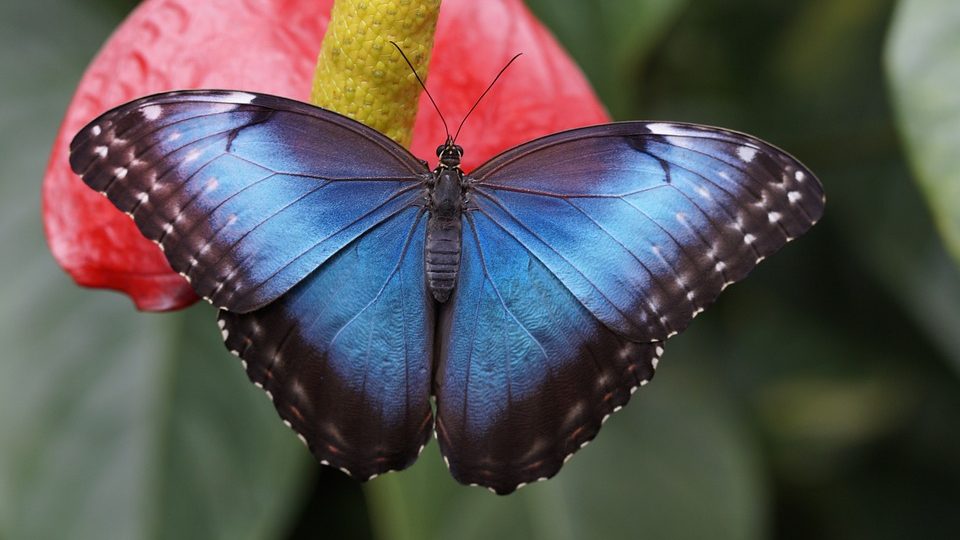 "Teslagram" prirodni hologram od krila leptira u borbi protiv fasifikovanja novca 1