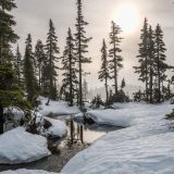 Uzorci ubijene divljači u pirotskom okrugu negativni na afričku kugu svinja 3