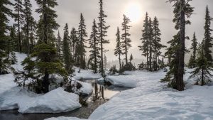 Hoće li Pančićeva omorika preživeti klimatske promene? 2