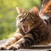 U Nemačkoj naređeno da se mačke ne puštaju napolje do kraja avgusta, kako bi se zaštitila retka ptica 40