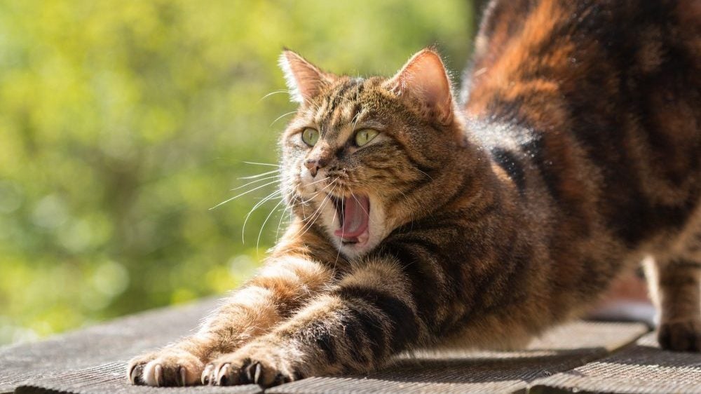 U Nemačkoj naređeno da se mačke ne puštaju napolje do kraja avgusta, kako bi se zaštitila retka ptica 1