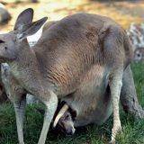 „Divovski“ torbari, drevni stanovnici Australije 1