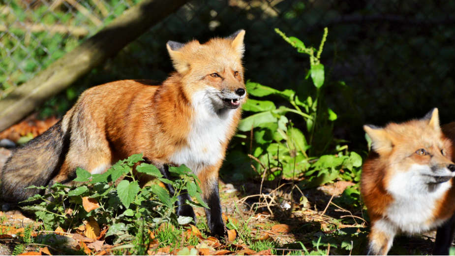 Kruševac: Pojavile se lisice 1