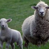 Gornji Milanovac: Plaća odštetu od 250.000 dinara jer su njegove ovce upropastile krompir na njivi 15