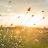 Košava nam donosi više koristi nego štete 3