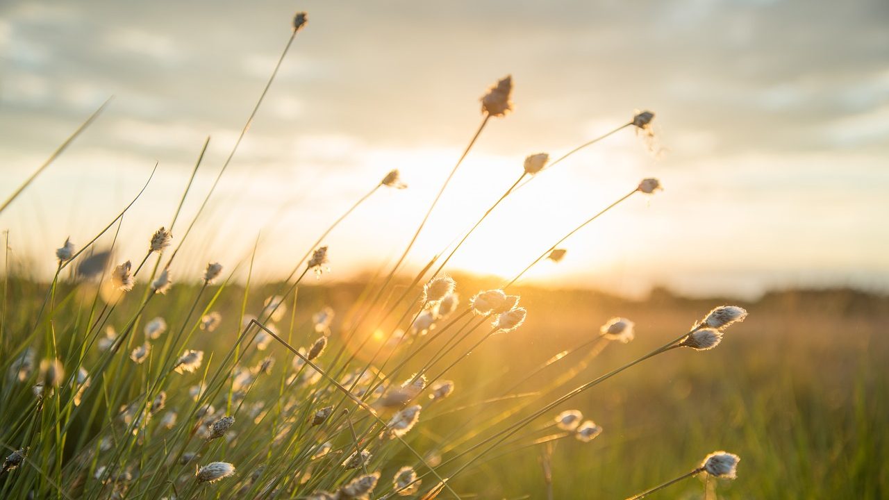 Košava nam donosi više koristi nego štete 1