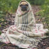 Bolest kojom ljudi lako zaraze svog ljubimca 4