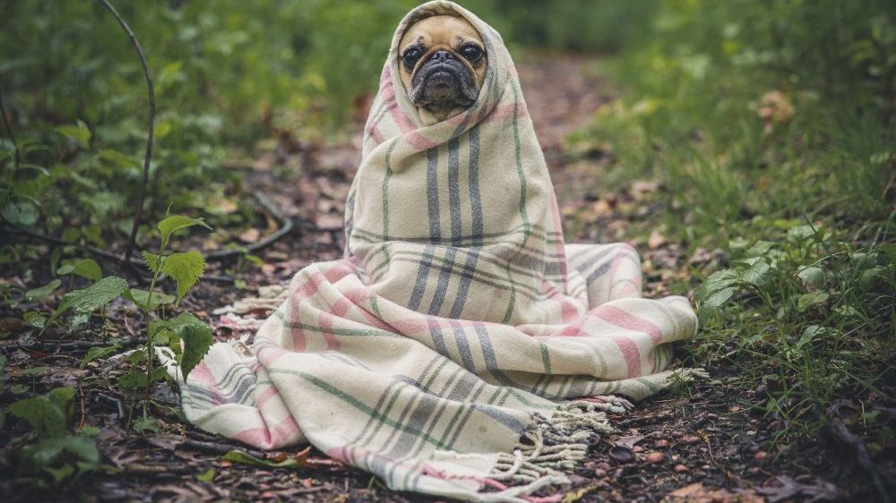Bolest kojom ljudi lako zaraze svog ljubimca 1