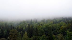 Hoće li Pančićeva omorika preživeti klimatske promene? 3