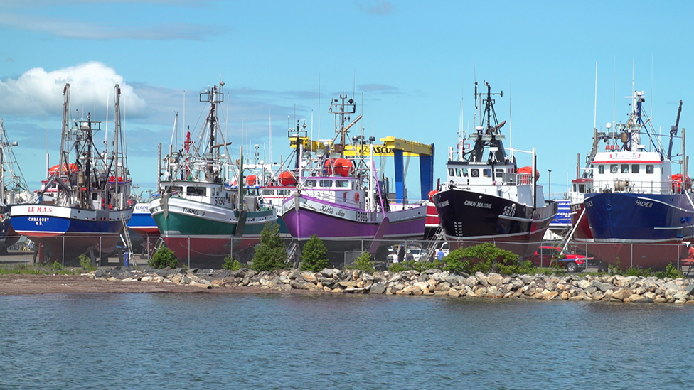 Kriza severnoatlantskog arktičkog kita: ljudi rizikuju živote da bi ih spasili 8 Snow crab fishing boats in dry dock in Shippagan, New Brunswick