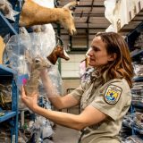 Zavirite u Aladinovu pećinu mrtvih životinja 3