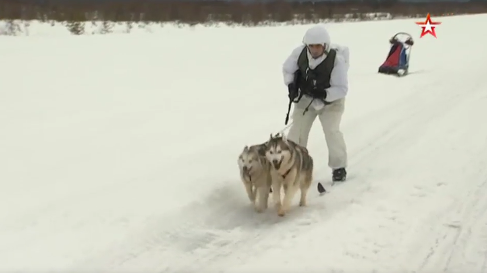 U Rusiji u jeku mobilizacija - haskija 3 Husky dogs on military training, Russia, 2019