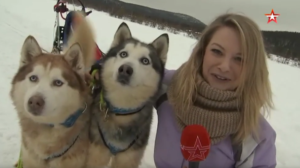 U Rusiji u jeku mobilizacija - haskija 2 Husky dogs on military training, Russia, 2019