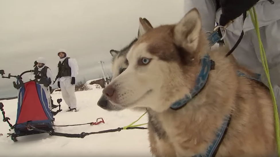 U Rusiji u jeku mobilizacija - haskija 1 Husky dogs on military training, Russia, 2019