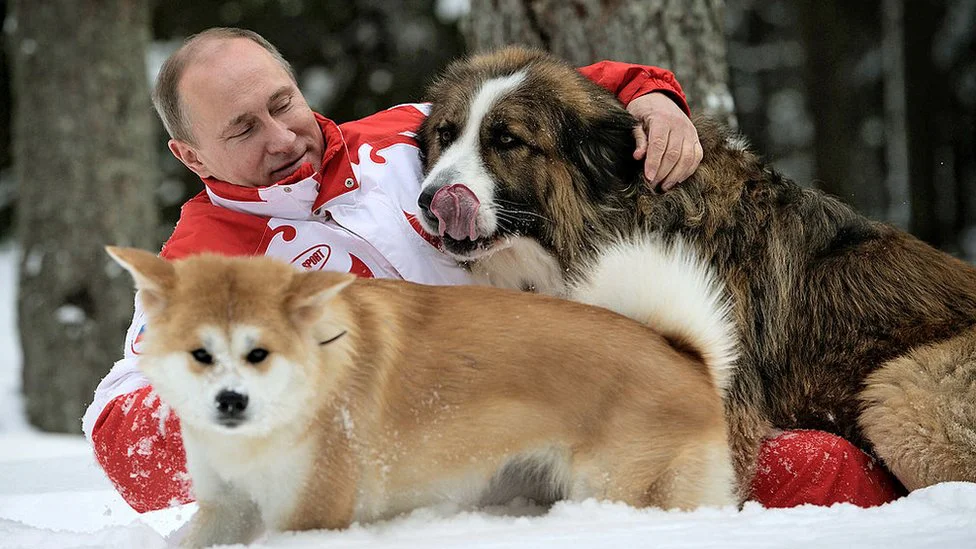 Vladimir Putin: 20 godina u 20 fotografija 17 Putin frolicking in the snow with his dogs, 2013