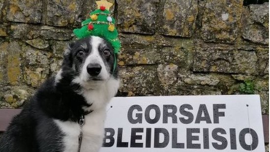 Twm insisted on wearing his Christmas tree headband for his polling station visit in the Vale of Glamorgan, Wales