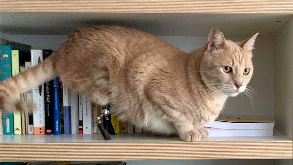 Nove vesti se redovno pojavljuju na Vitovim nalozima na Instagramu i Fejsbuku