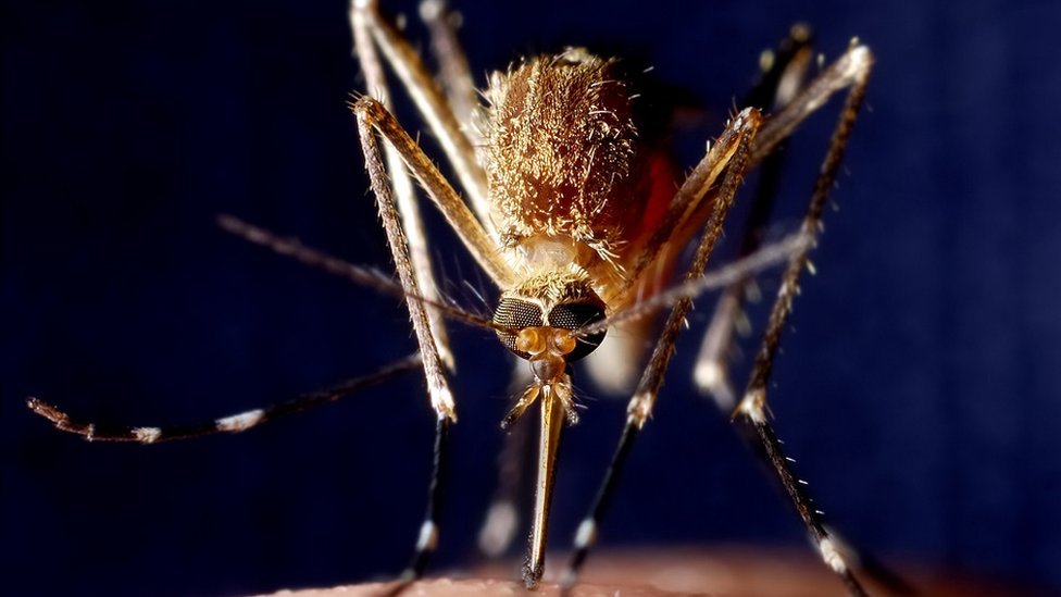 Nova godina: Kijanu Rivs ima devojku, a planeta je sve zelenija - bilo je i dobrih vesti u 2019. 7 Close up of a mosquito biting a person