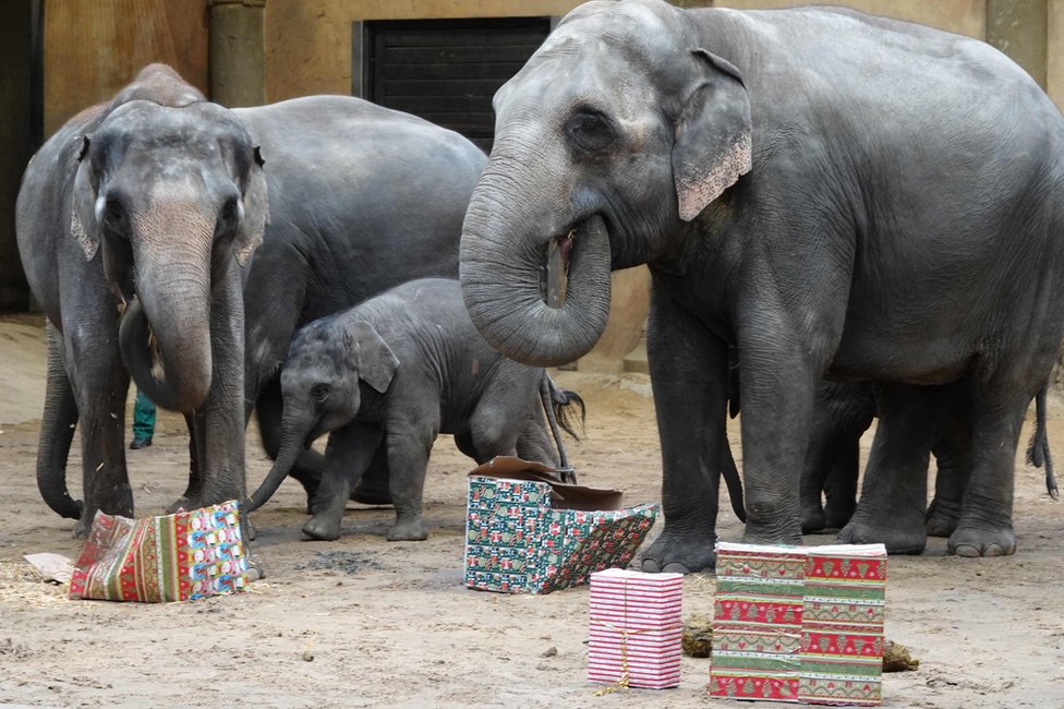 Elephants with boxes of food