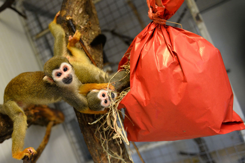 Životinje u zoološkom vrtu uživaju u božićnim poklonima - hrani, naravno 6 Squirrel monkeys explore their Christmas package