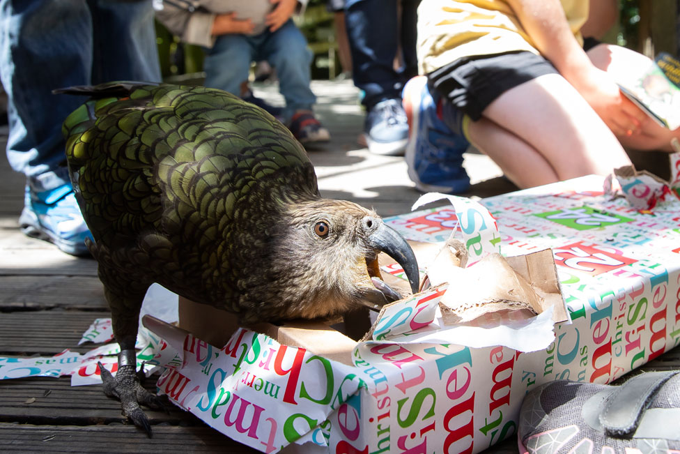 A kea parrot rips open its wrapped box of Christmas treats
