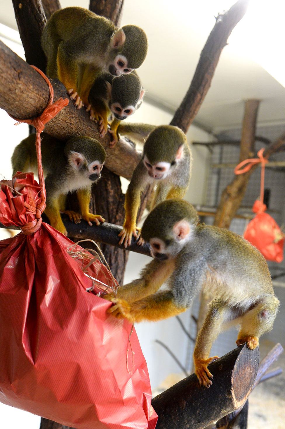 Životinje u zoološkom vrtu uživaju u božićnim poklonima - hrani, naravno 5 Squirrel monkeys explore their Christmas package