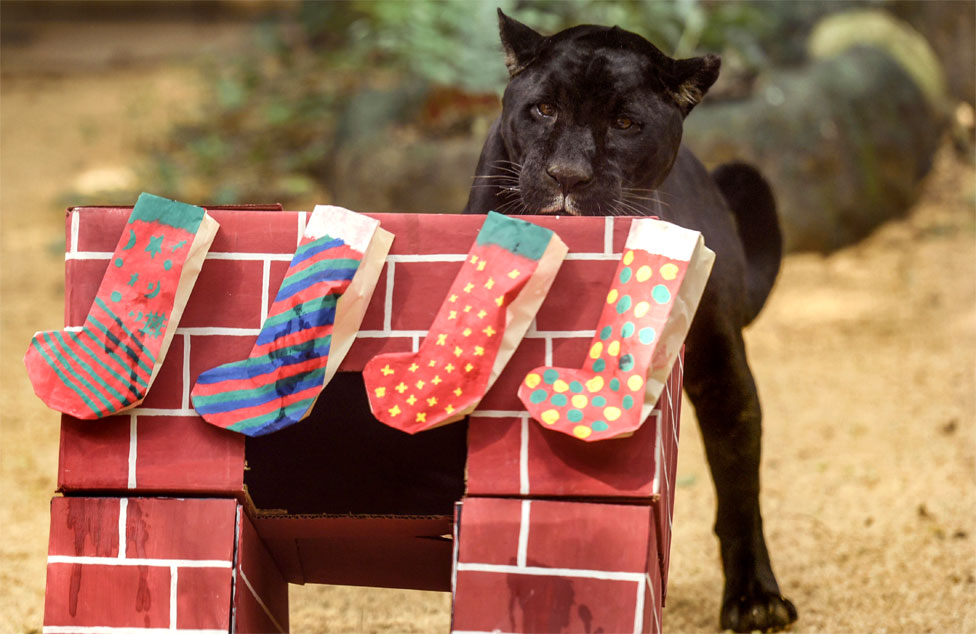 Životinje u zoološkom vrtu uživaju u božićnim poklonima - hrani, naravno 9 A black jaguar inspects Christmas stockings at Cali Zoo