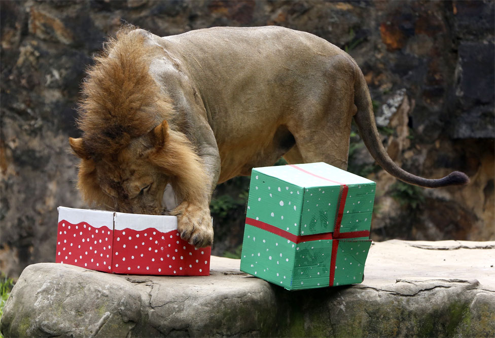 Životinje u zoološkom vrtu uživaju u božićnim poklonima - hrani, naravno 10 A lion eats from its gift box in Cali Zoo