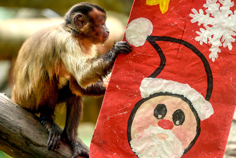 Životinje u zoološkom vrtu uživaju u božićnim poklonima - hrani, naravno 11 A capuchin monkey inspects a festive package at Cali Zoo
