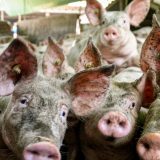 Južne vesti: Epidemija afričke kuge i dalje na snazi, pogubljeno oko 1.000 svinja od početka godine 15