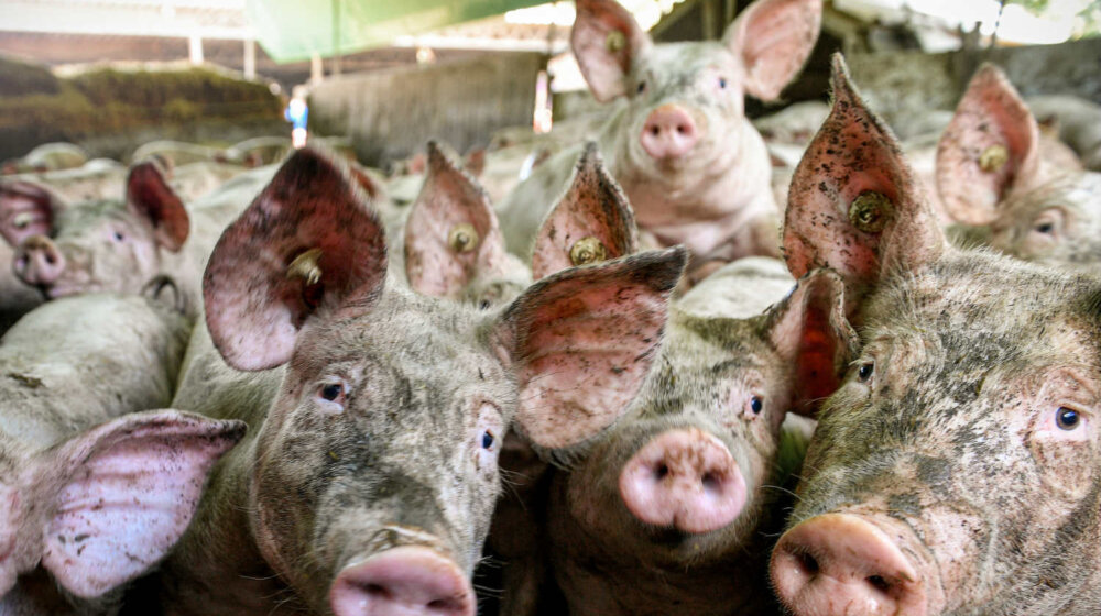 Južne vesti: Epidemija afričke kuge i dalje na snazi, pogubljeno oko 1.000 svinja od početka godine 1