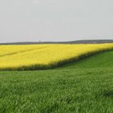 Poljoprivrednici nezadovoljni najavljenom pomoći države 2