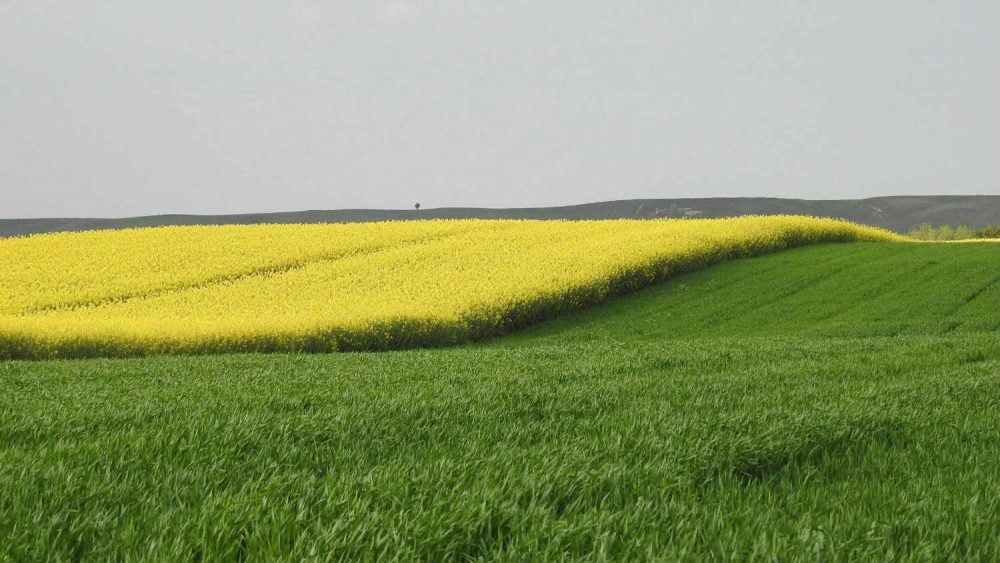 Agrosmart: Matijević najveći zemljoposednik, Kostića i Miškovića pretekli Almeks i Al Dahra 1