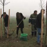Za "pluća grada" 2.000 sadnica 2