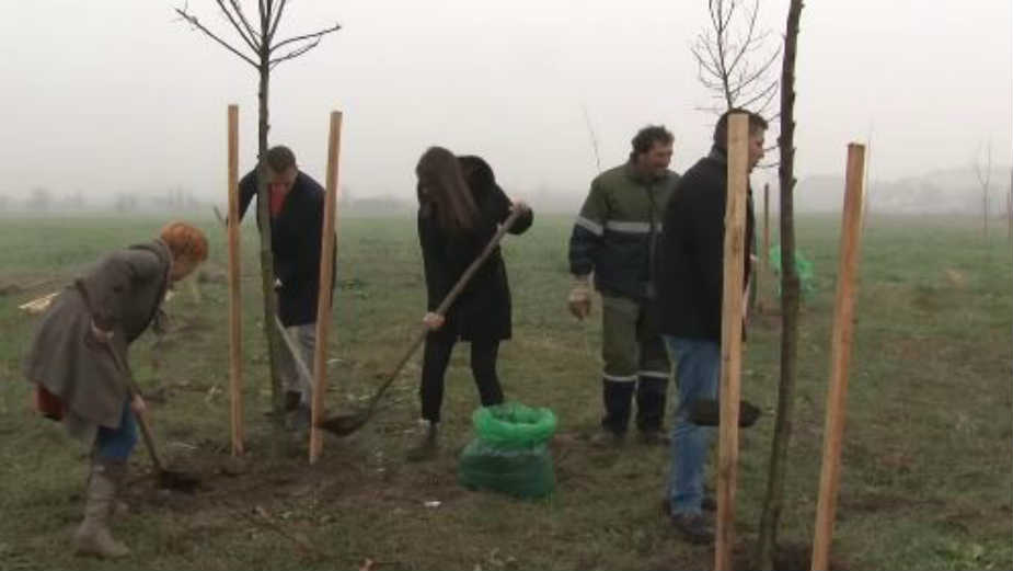 Za "pluća grada" 2.000 sadnica 1