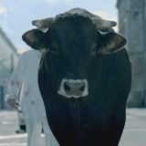 Dani slovenačkog filma u utorak u Smederevu i slovenački glumci 7