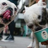 Prvi put u Beogradu: Sladoled za pse 1