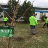 Zelena stranka u Zrenjaninu počela akciju sadnje 5.000 stabala novog drveća 6