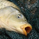 Pojačane kontrole prodaje ribe u Srbiji: Kako da prepoznate da li je riba sveža 4