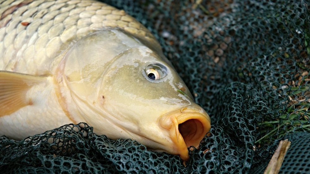 Pojačane kontrole prodaje ribe u Srbiji: Kako da prepoznate da li je riba sveža 1