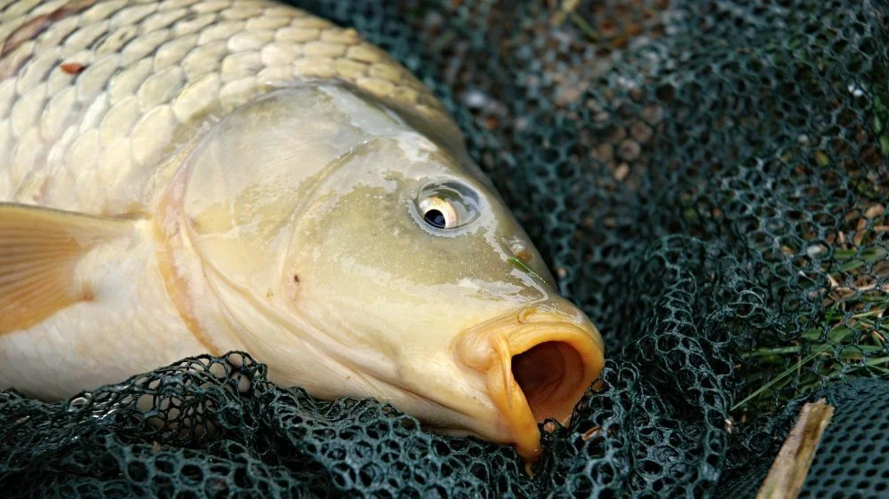 Na kanalima Dunav-Tisa-Dunav za sedam dana biće pušteno oko 13,5 tona mlađi šarana 1